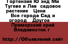 Гортензия Ю энд Ми Тугеве и Лав, садовое растение › Цена ­ 550 - Все города Сад и огород » Другое   . Приморский край,Владивосток г.